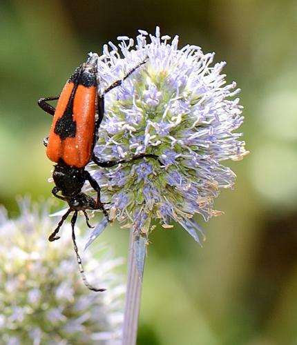 Stictoleptura cordigera